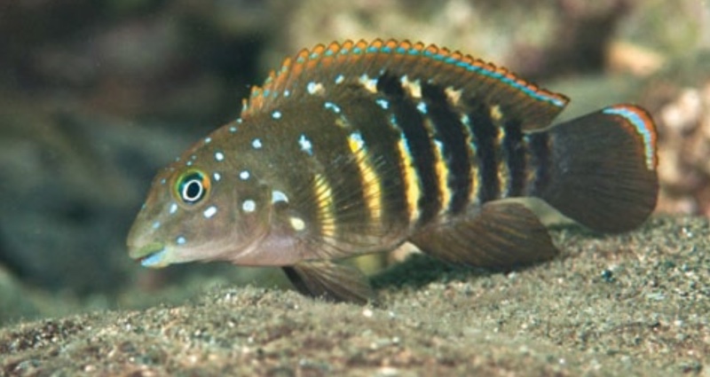 Tanganicodus irsacae 'Kalugunga'